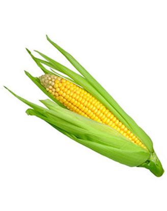 Picture of Corn Yellow 1 Lbs